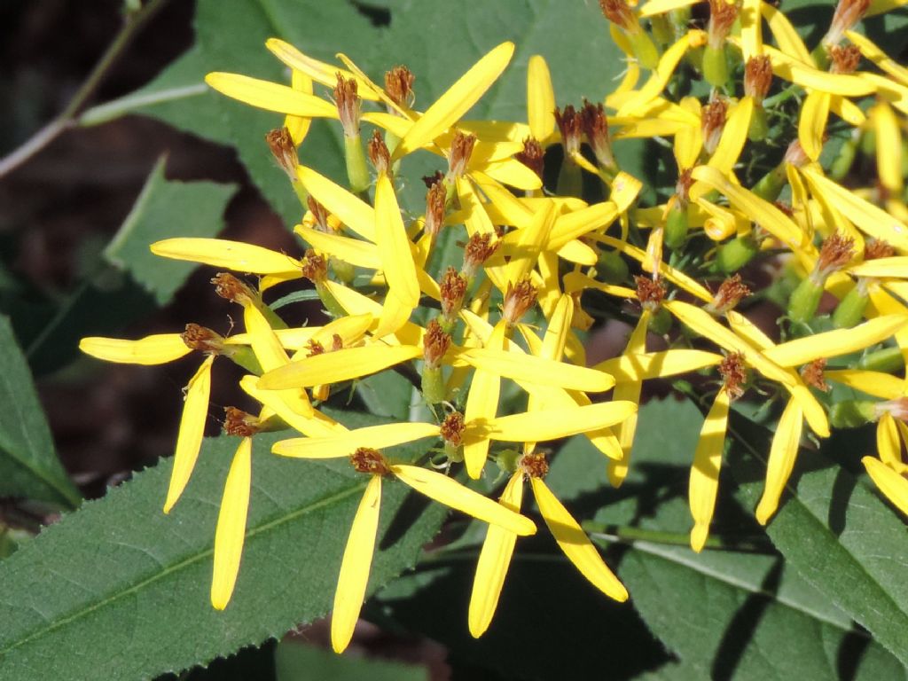 Senecio da identificare